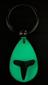 Glow in the Dark Shark Tooth Keychain (KC12F)