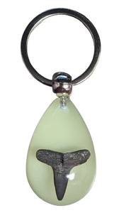 Glow in the Dark Shark Tooth Keychain (KC12F)