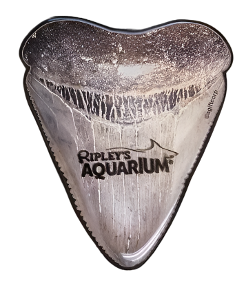 Shark Tooth Fossil Magnet