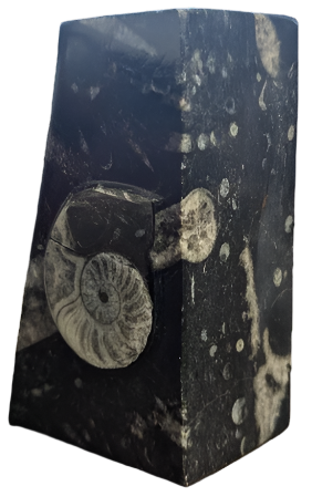 Goniatite Plate Bookend