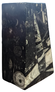 Black Orthoceras Bookend