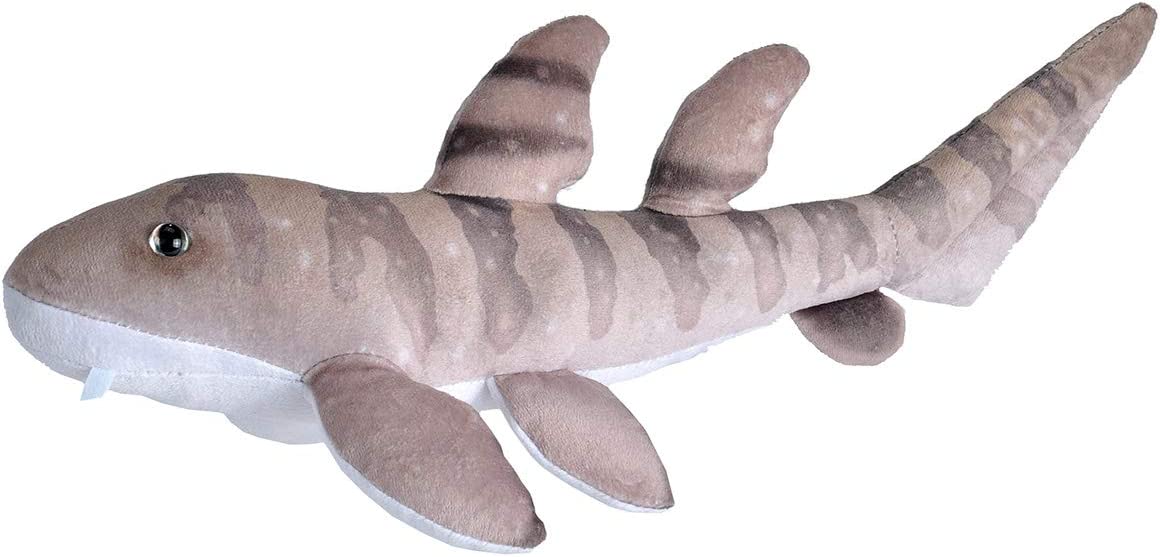 Mini Bamboo Shark