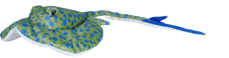 12" Blue Spotted Stingray