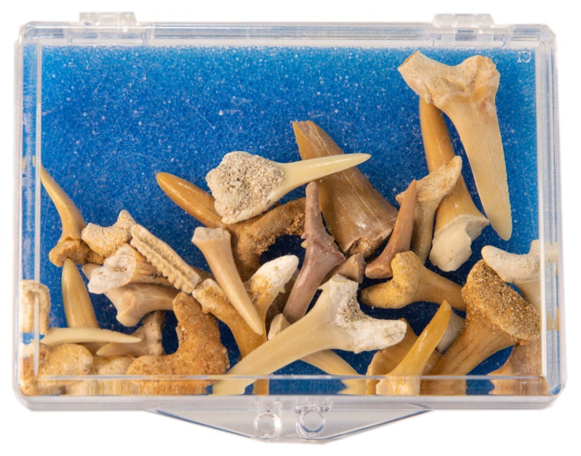 Fossil Shark Teeth Set