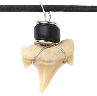 Shark tooth Necklace (NL5-B)
