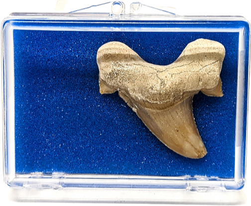 Fossil Shark Tooth