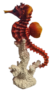 Seahorse on Coral