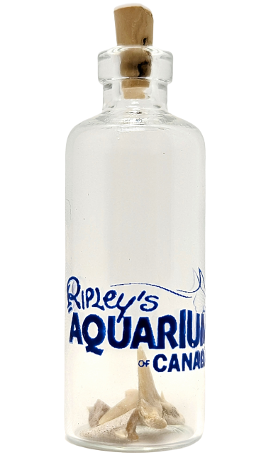 Shark Teeth in Bottle