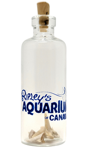 Shark Teeth in Bottle