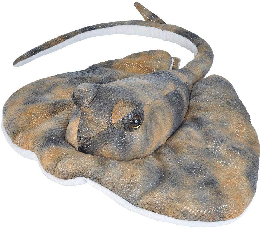 12" Southern Ray